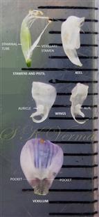  Floral parts